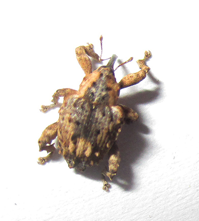 Ancylocnemis