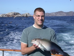 Caulolatilus princeps