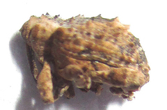 Ancylocnemis