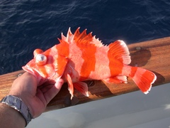 Sebastes rubrivinctus