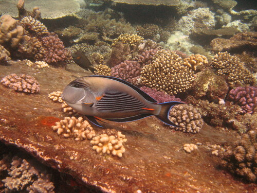 Sohal Surgeonfish — seen at this dive site