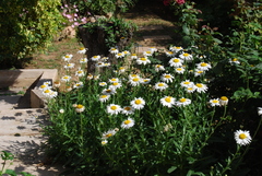 Leucanthemum × superbum