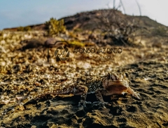 Chondrodactylus pulitzerae