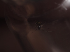 Argyrodes argentatus