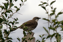 Northern Pied-Babbler photo 2