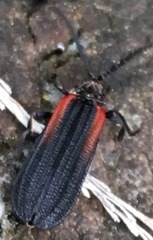 Greenarus thoracicus