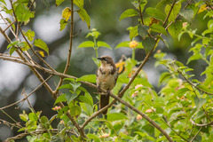 Northern Pied-Babbler photo 3