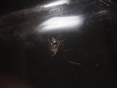 Argyrodes argentatus