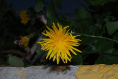 Sonchus oleraceus