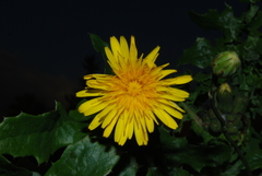 Sonchus oleraceus
