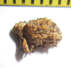Ancylocnemis
