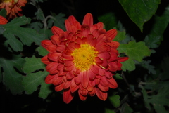 Chrysanthemum morifolium