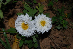 Chrysanthemum morifolium