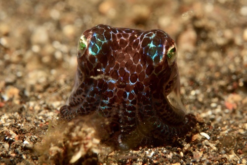 Bobtail squid
