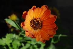 Dimorphotheca ecklonis