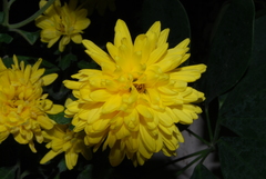 Chrysanthemum morifolium