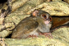 Tarsius spectrumgurskyae