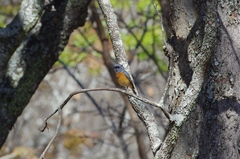 Monticola angolensis