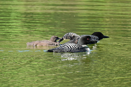 Common Loon