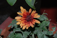 Chrysanthemum morifolium