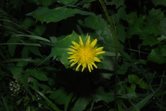 Sonchus oleraceus