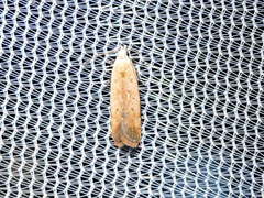 Anacampsis fullonella
