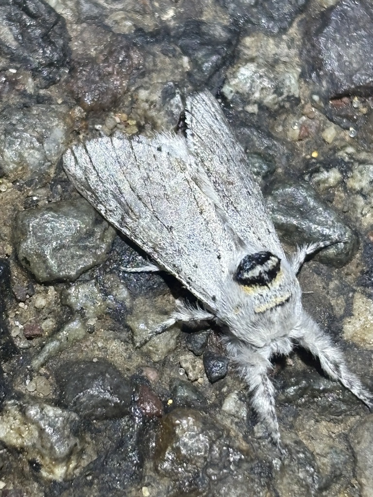Furcula vargoi