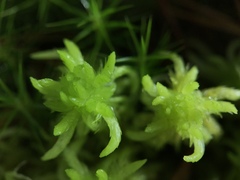 Sphagnum inundatum
