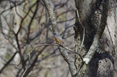 Monticola angolensis