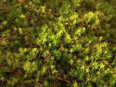 Sphagnum inundatum