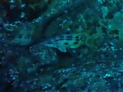 Bodianus unimaculatus