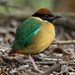 Noisy Pitta - Photo (c) Paul Whitington, some rights reserved (CC BY-NC-ND), uploaded by Paul Whitington