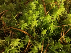 Sphagnum inundatum