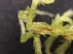 Sphagnum inundatum