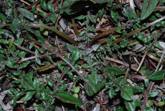 Centaurea raphanina mixta