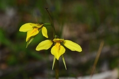 Diuris behrii