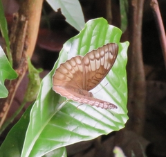 Adoliadini