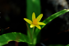 Pauridia gracilipes gracilipes