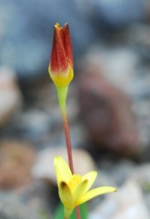 Pauridia gracilipes gracilipes