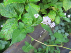 Persicaria thunbergii