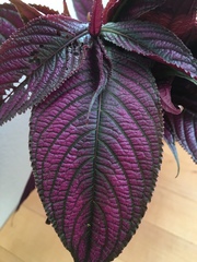 Strobilanthes auriculata dyeriana