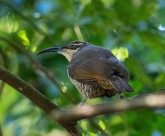 Ptiloris paradiseus