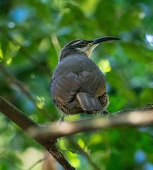 Ptiloris paradiseus