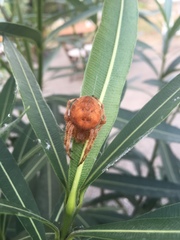 Araneus quadratus