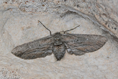 Holochroa dissociarius