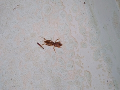 Neoscapteriscus vicinus