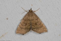 Focillidia texana