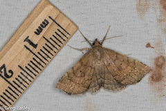 Focillidia texana