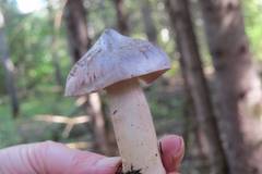 Tricholoma virgatum