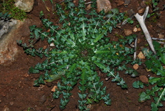 Taraxacum hellenicum